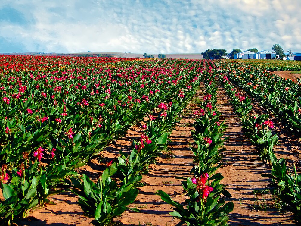 "Horn Canna Farm 1" by Carolyn Fletcher Redbubble