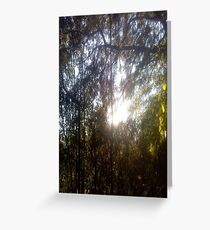 Forest/Woods Greeting Card