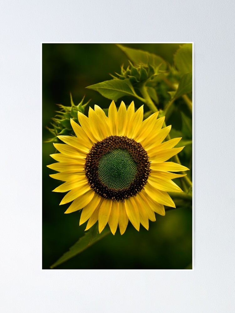sunflower-poster-by-jhrphotoart-redbubble
