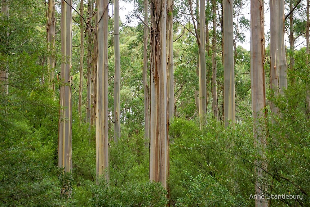 "Many tall gum trees in Otway National Park." by Anne Scantlebury
