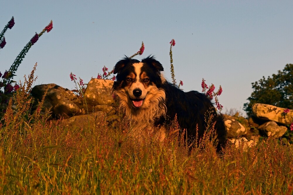 Dogs Are Our Link To Paradise