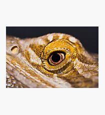 Bearded Dragon. Photographic Print