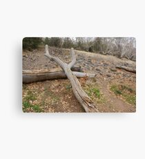 Natures' Sling Shot; Beaver Creek, AZ USA Canvas Print