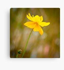 Daffodil Canvas Print