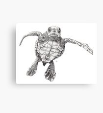 Chelonioidea Canvas Print
