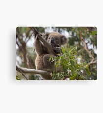 Koala on Otway Lighthouse Road Canvas Print