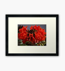 Tropical Beauty - Belleza Tropical Framed Print
