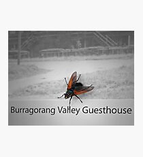 Flying Guest Photographic Print