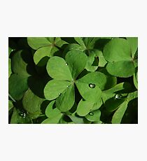 Shamrock Photographic Print