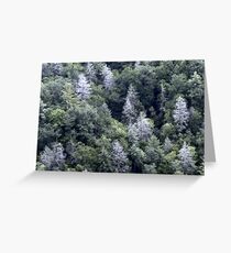 Trees Greeting Card