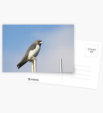 Swallow Rest Postcards