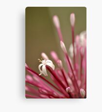 Pink Metal Print