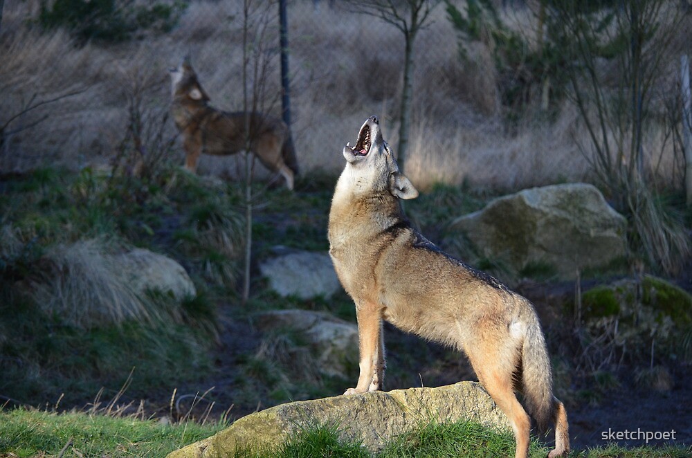 "Red Wolves Howling" by sketchpoet | Redbubble