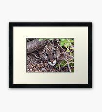 COUGAR Framed Print