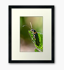 Soldier Beetle. Framed Print