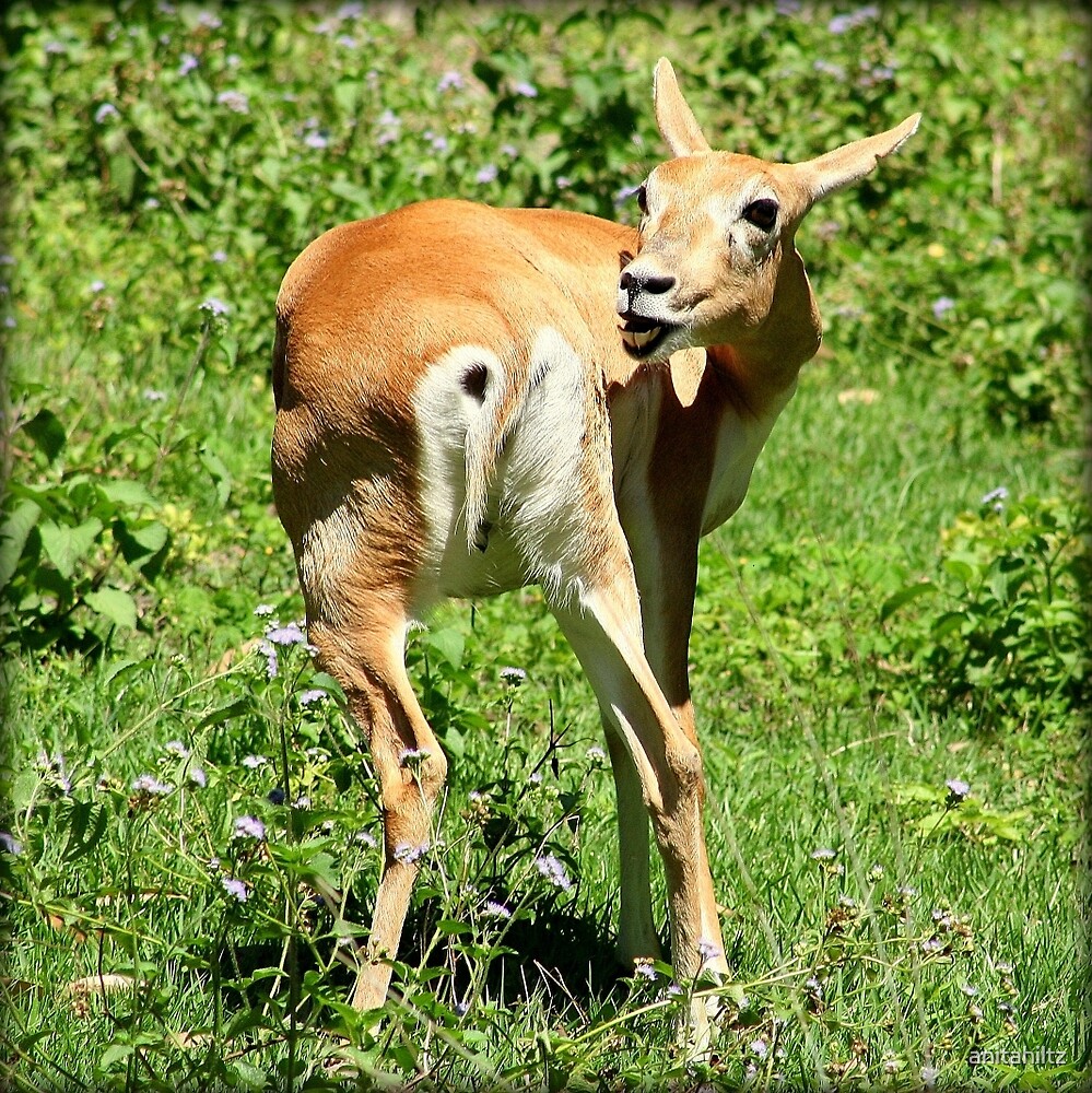 "Funny Pose Of An African Steenbok Antelope" by anitahiltz Redbubble