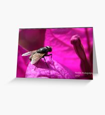 Fly ! Greeting Card