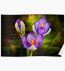 February crocus Poster