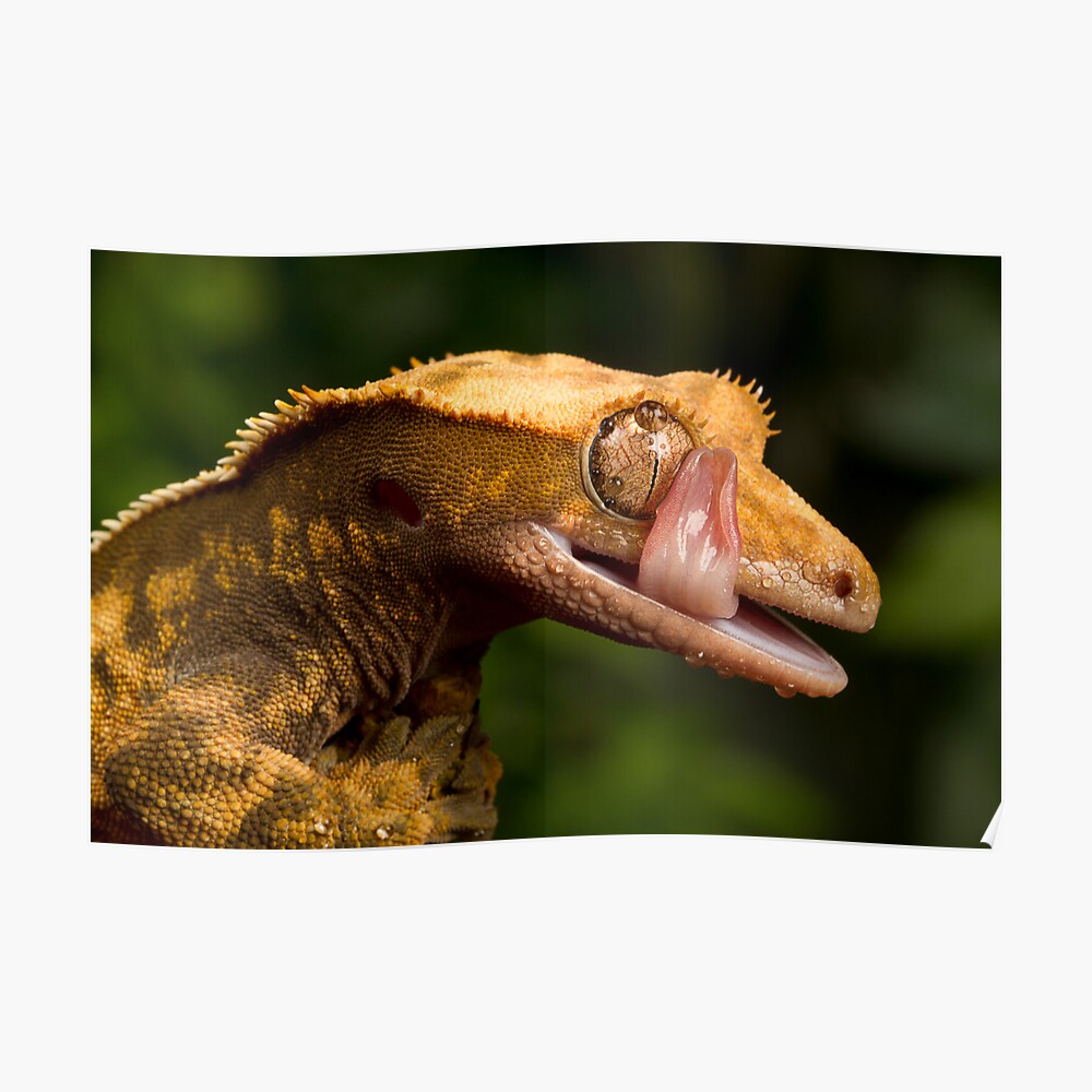 Crested Gecko Poster