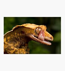 Crested Gecko Photographic Print