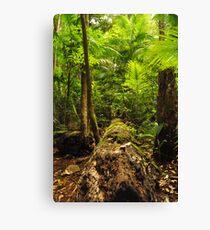 rainforrest Canvas Print