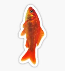 Goldfish Sticker