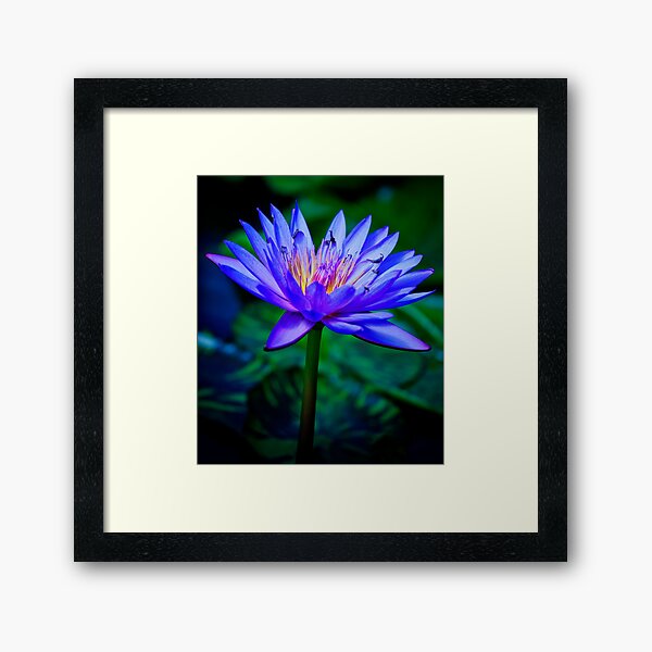 Blue Lotus Framed Art Print