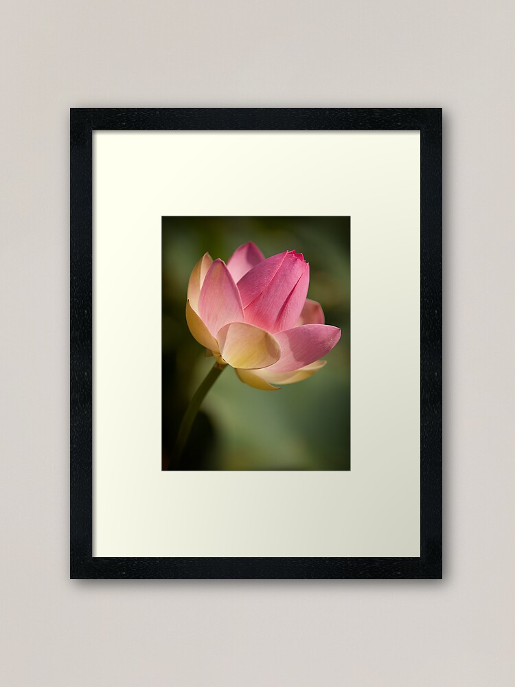 Alternate view of Pink Lotus Framed Art Print