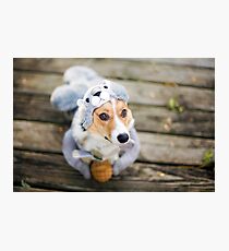 Zoey, The Pembroke Welsh Corgi Photographic Print