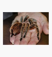 The Chilean Rose Tarantula Photographic Print