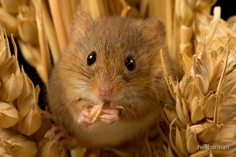 "Harvest mouse eating corn" by neilborman Redbubble