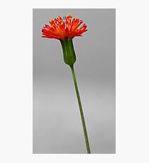 Florida Tasselflower Photographic Print