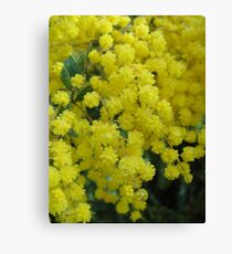 Wattle, Tasmania Canvas Print