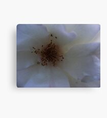 STAMENS Canvas Print
