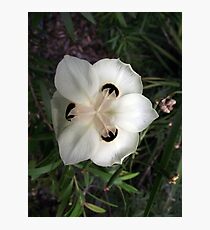 Spotted White Flower Photographic Print