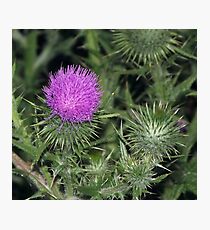 Scotch Thistle Photographic Print