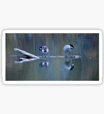 Preening time Sticker