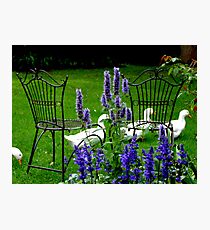 Relax In The Garden Photographic Print