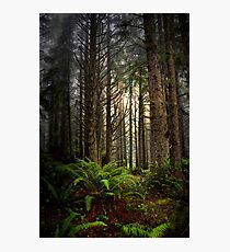 The Tall Ones Photographic Print