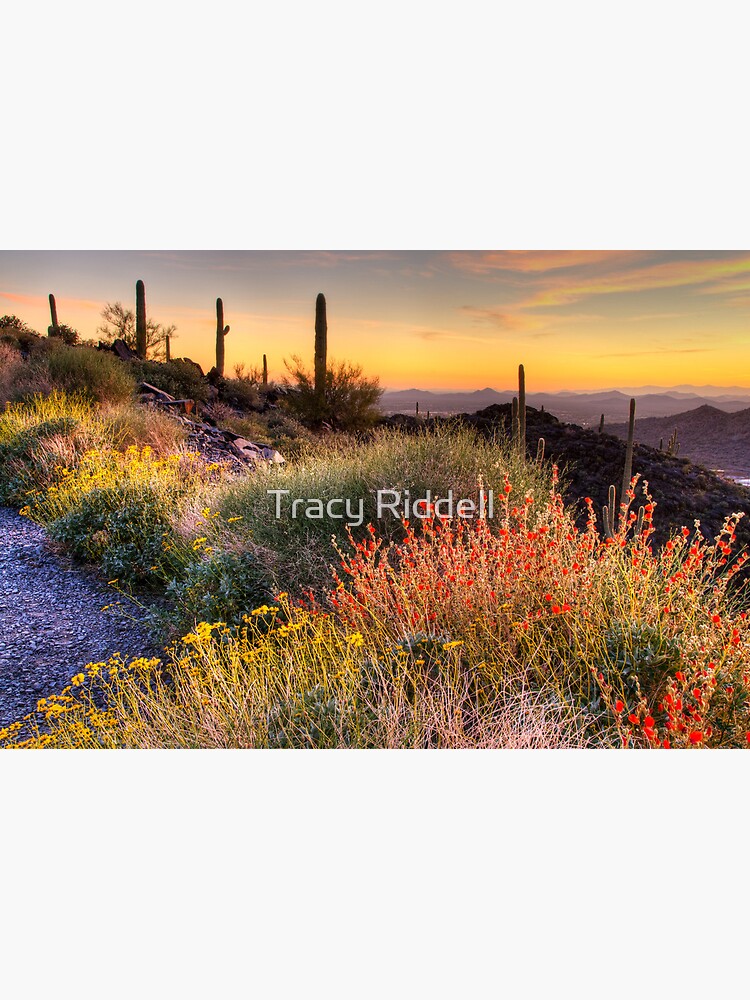 Desert Glow by taos
