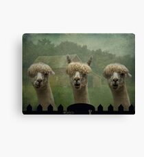 The Alpaca Farm Canvas Print
