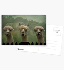 The Alpaca Farm Postkarten