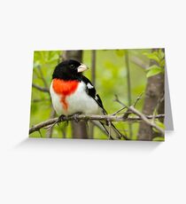 Male Red Breasted Grosbeak Greeting Card