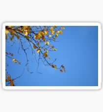 Birch branch Sticker