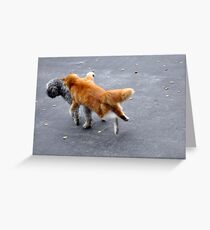Unsuspecting Greeting Card
