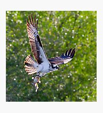 Osprey with Mudcat Photographic Print