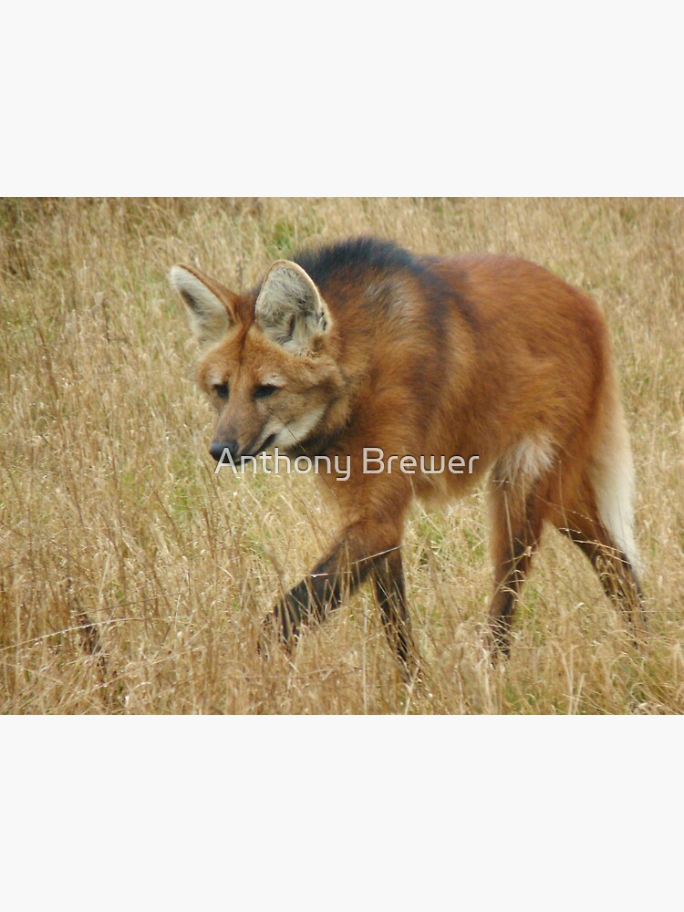 On the prowl by dailyanimals