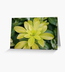 green Greeting Card