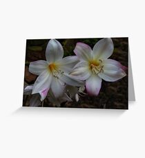 Bella Donna Lilies Greeting Card