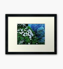 Sea Angel Framed Print